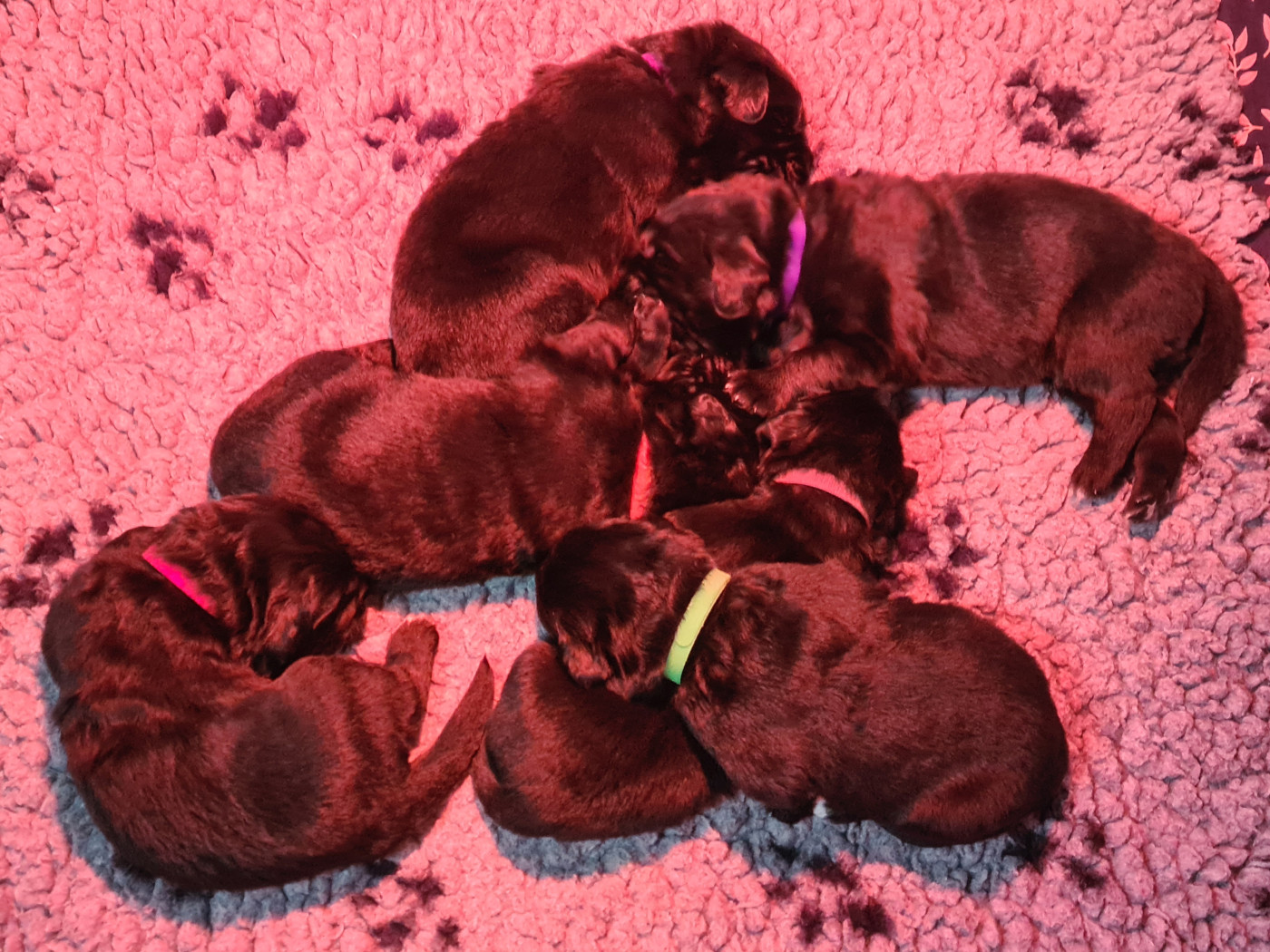 Chiot Terre-neuve de la pommeraie du jet