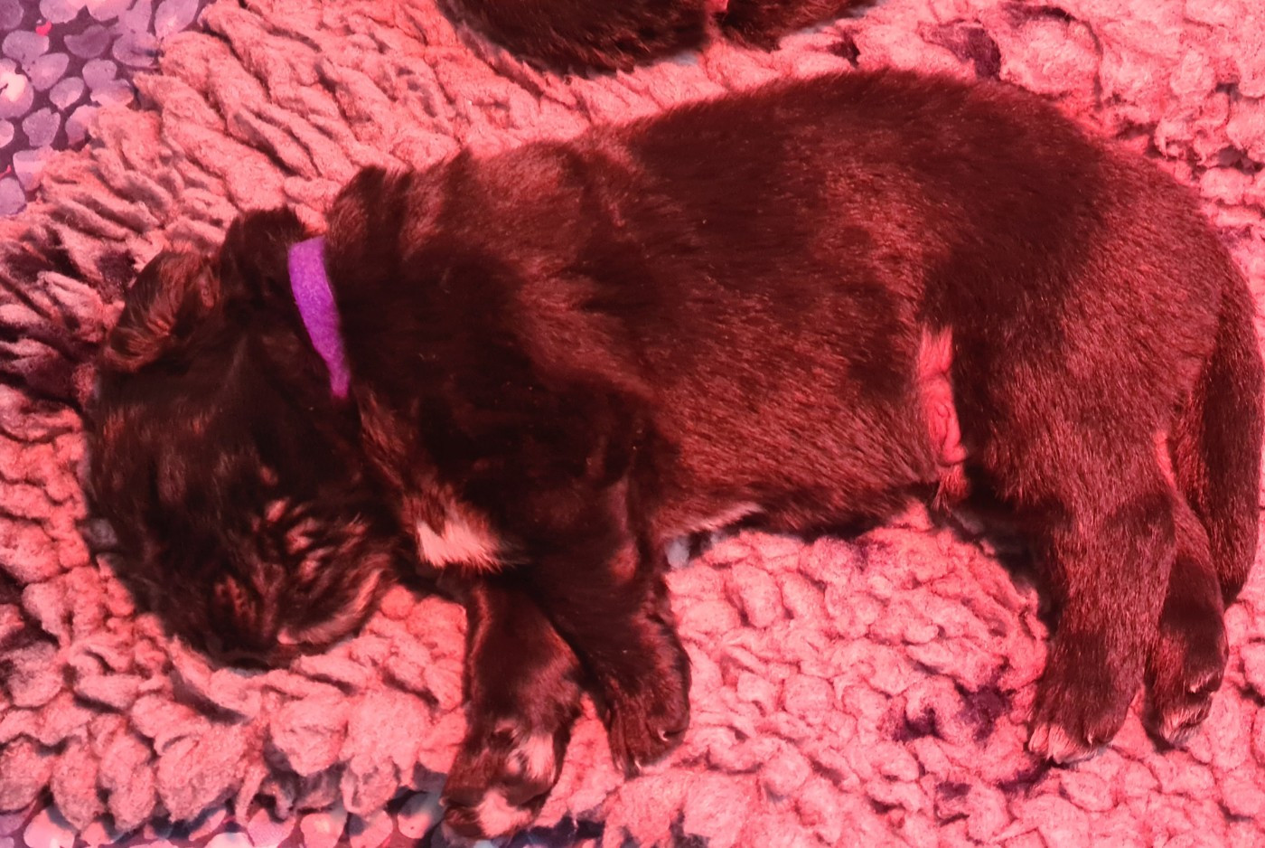 de la pommeraie du jet - Chiots disponibles - Terre-neuve