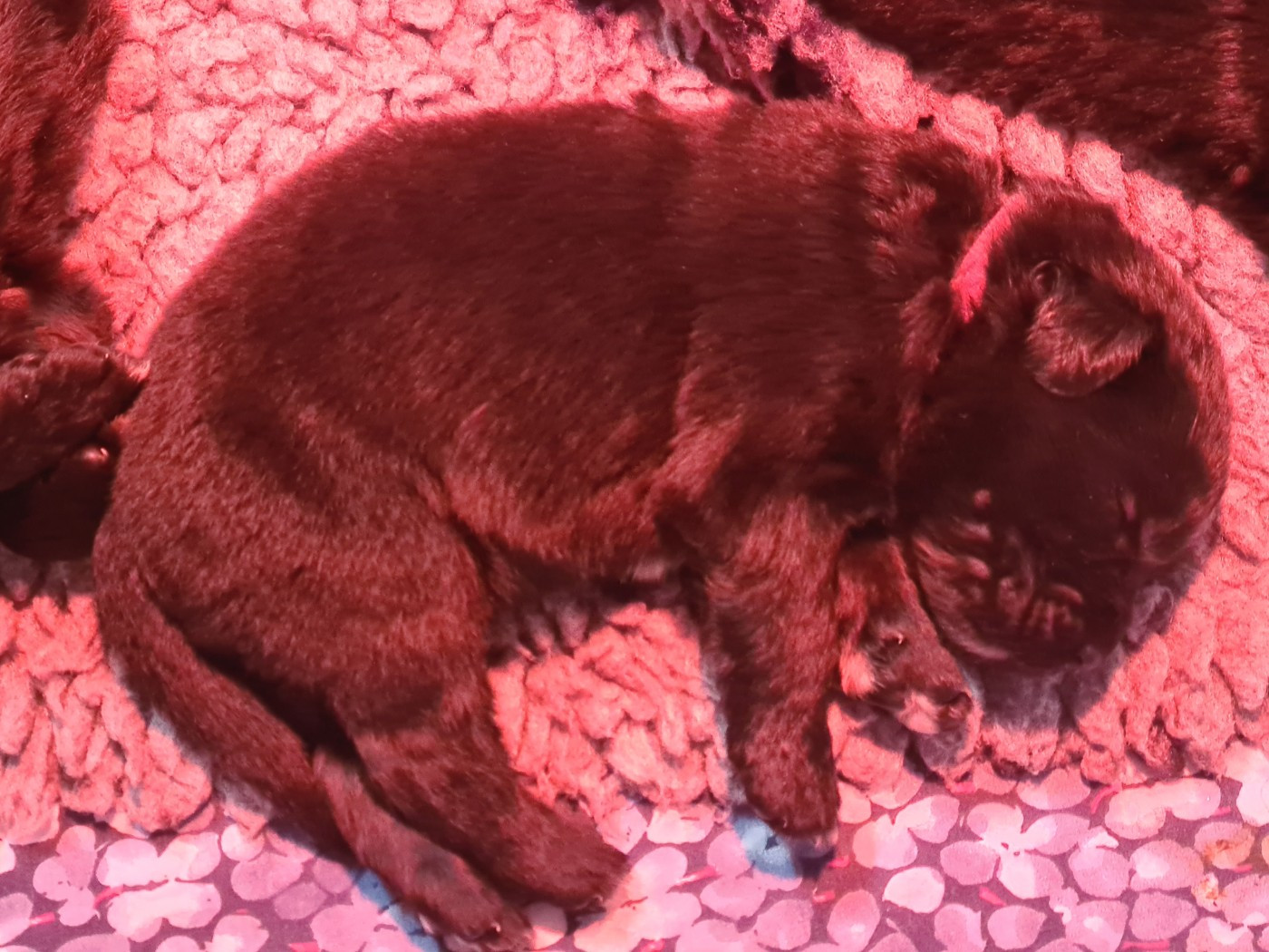 de la pommeraie du jet - Chiots disponibles - Terre-neuve