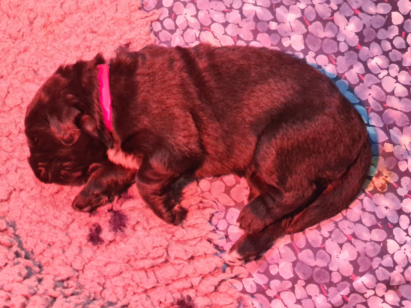 de la pommeraie du jet - Chiots disponibles - Terre-neuve