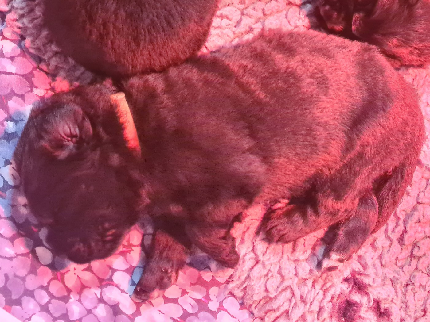 de la pommeraie du jet - Chiots disponibles - Terre-neuve