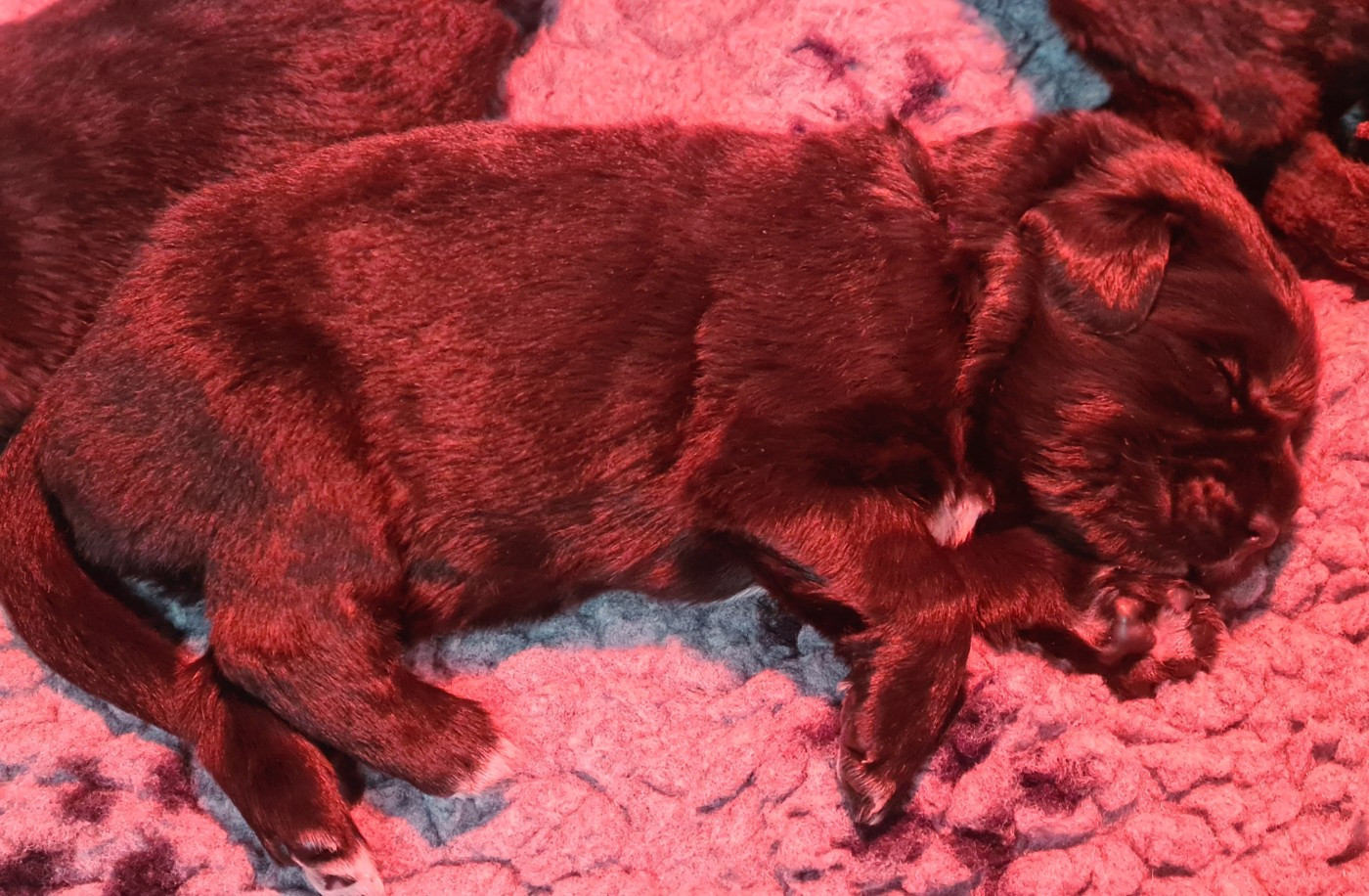 de la pommeraie du jet - Chiots disponibles - Terre-neuve