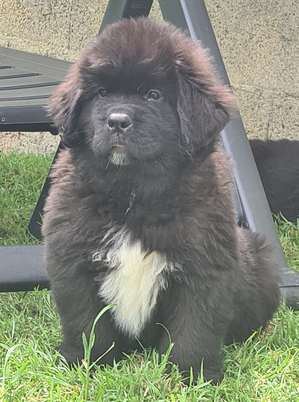 de la pommeraie du jet - Chiots disponibles - Terre-neuve