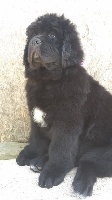 Livia