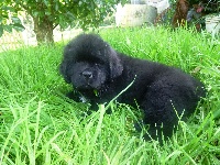 Joli newfy